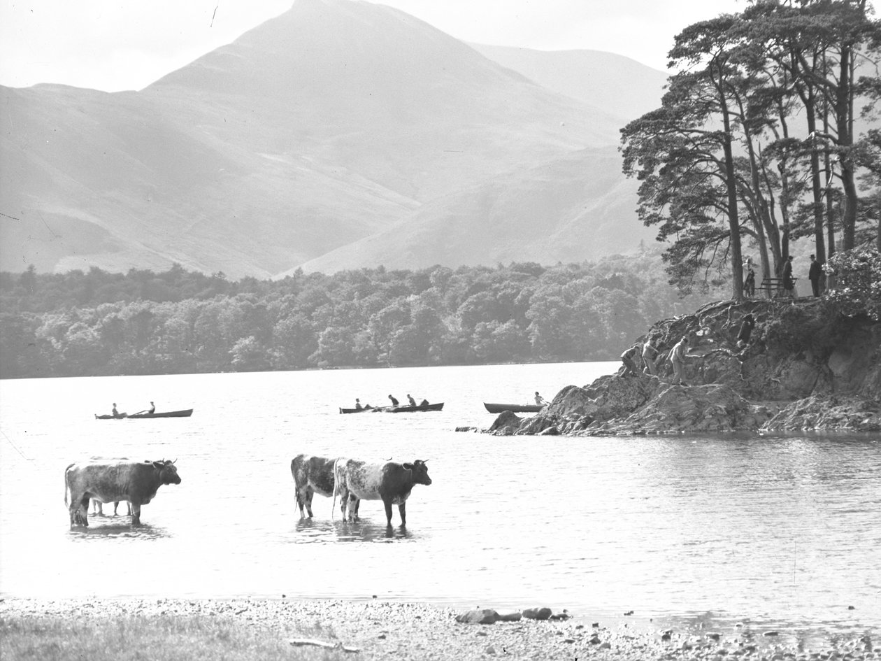 Koeien staan in ondiepten bij Thirlmere met meer, roeiboten en vielen achterop door Joseph Hardman