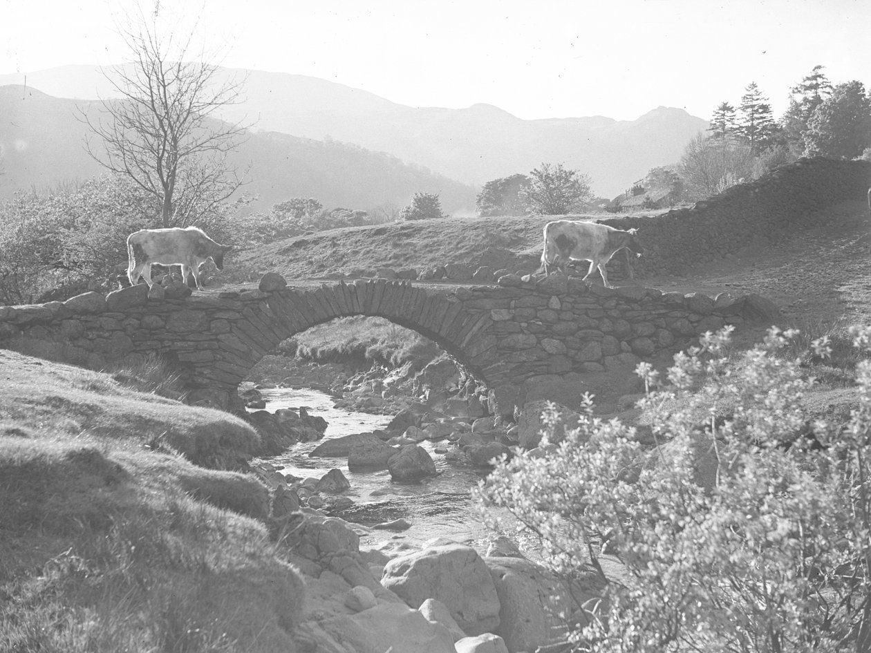Koeien lopen over een stenen brug met beek eronder door Joseph Hardman