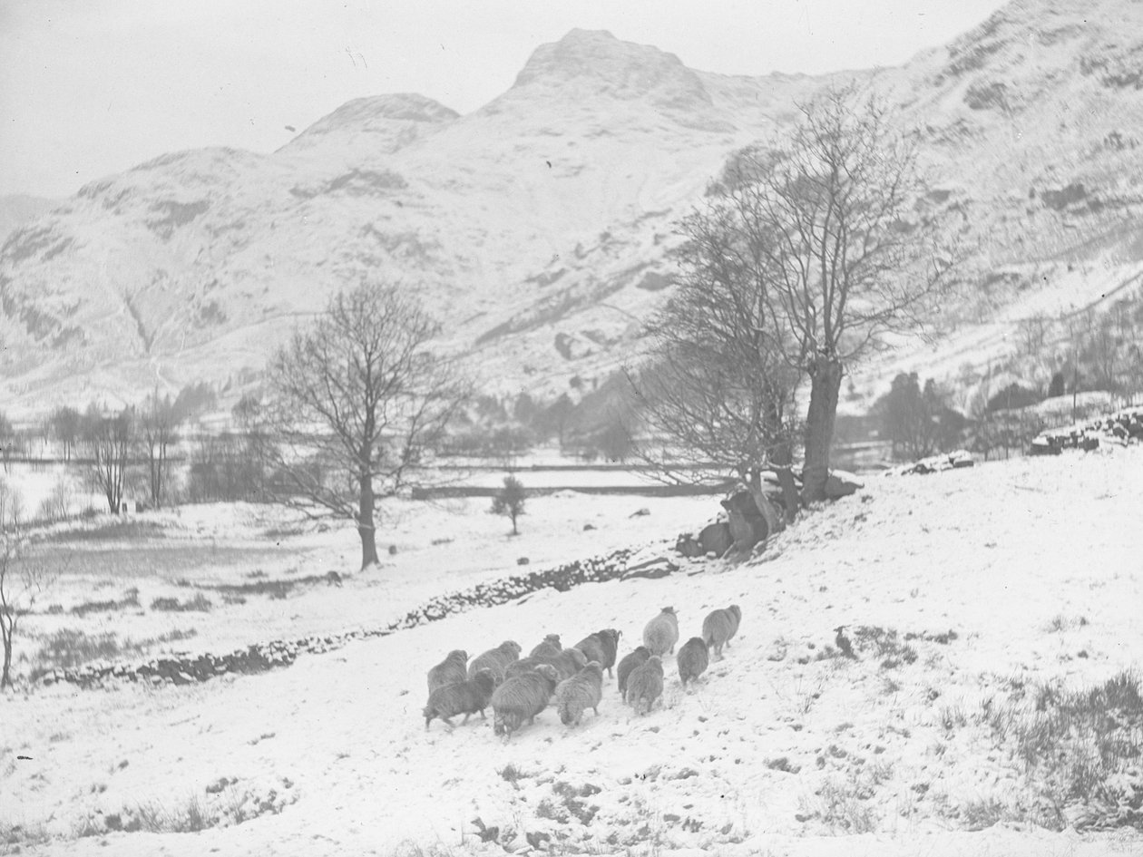 Kudde schapen in de sneeuw bij Langdale door Joseph Hardman