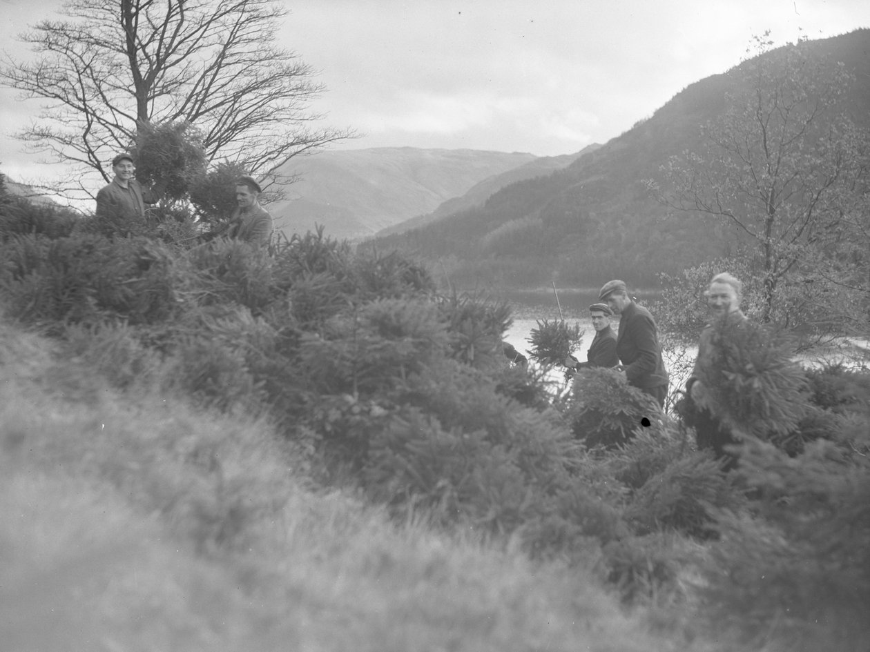 Mannen aan het werk tussen gevelde kerstbomen in Thirlmere door Joseph Hardman