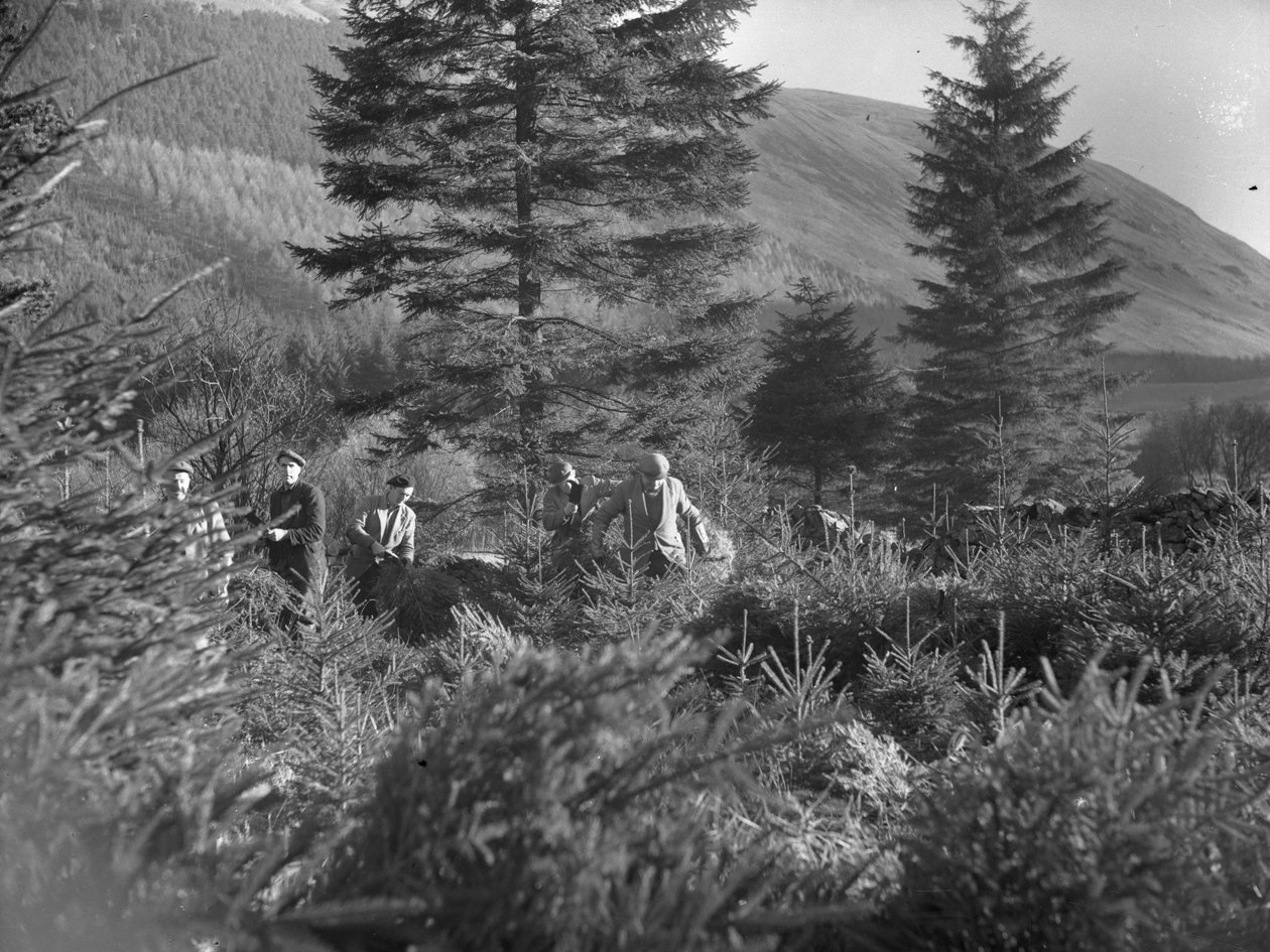 Mannen aan het werk tussen gevelde kerstbomen in Thirlmere door Joseph Hardman