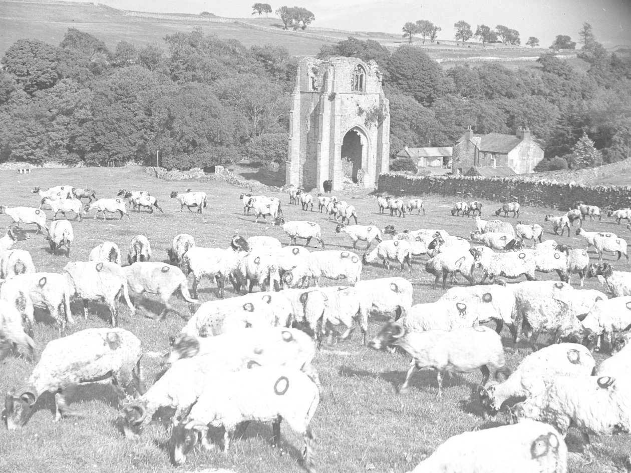 Schapen grazen in een veld voor Shap Abbey door Joseph Hardman