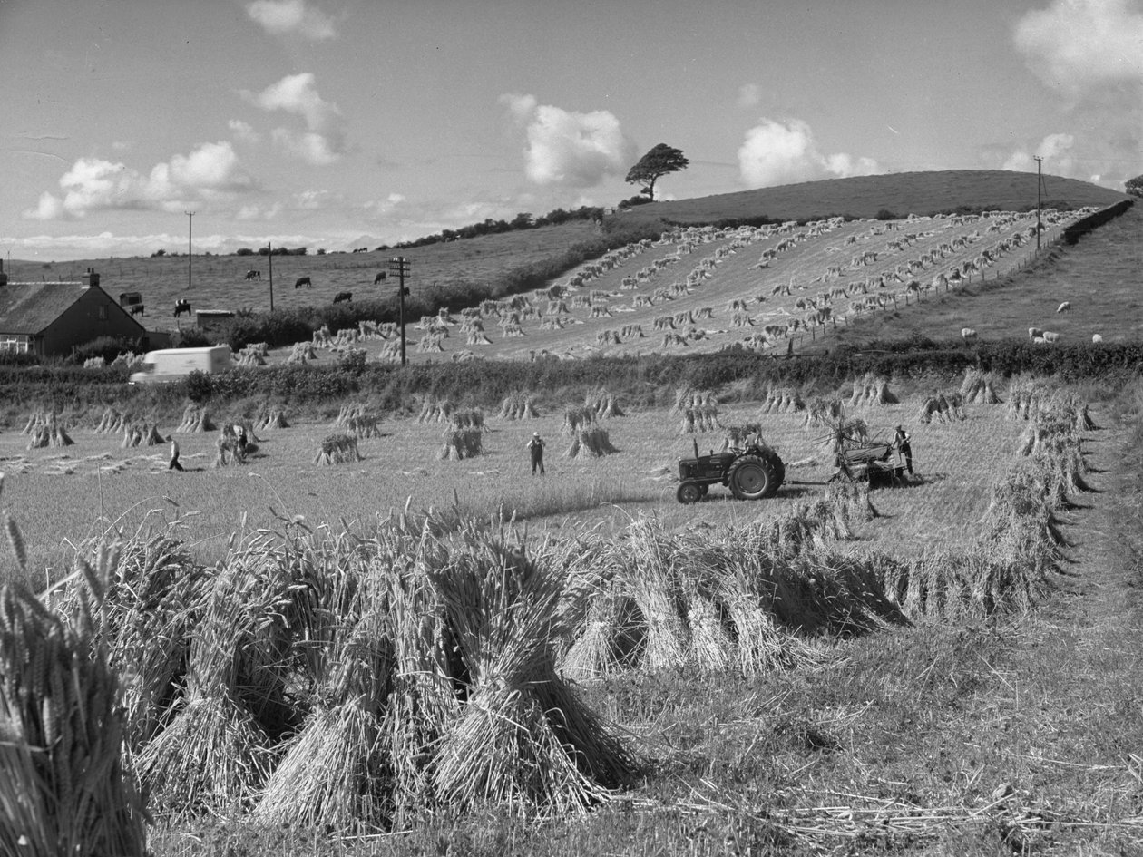 Tractor in veld oogst tarwe met een bindmiddel door Joseph Hardman