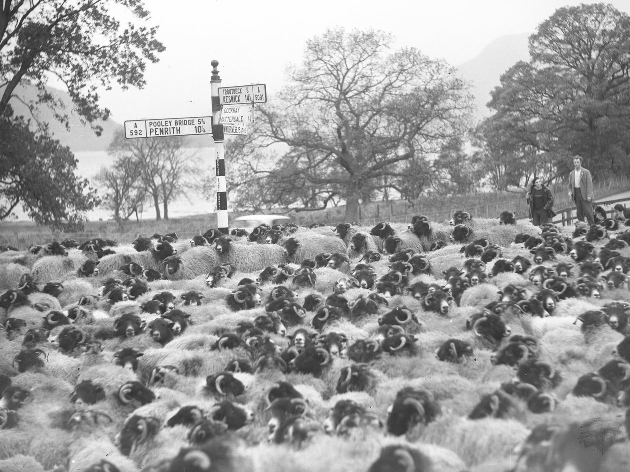 Twee boeren staan met een kudde schapen naast een verkeersbord, meer op achtergrond door Joseph Hardman