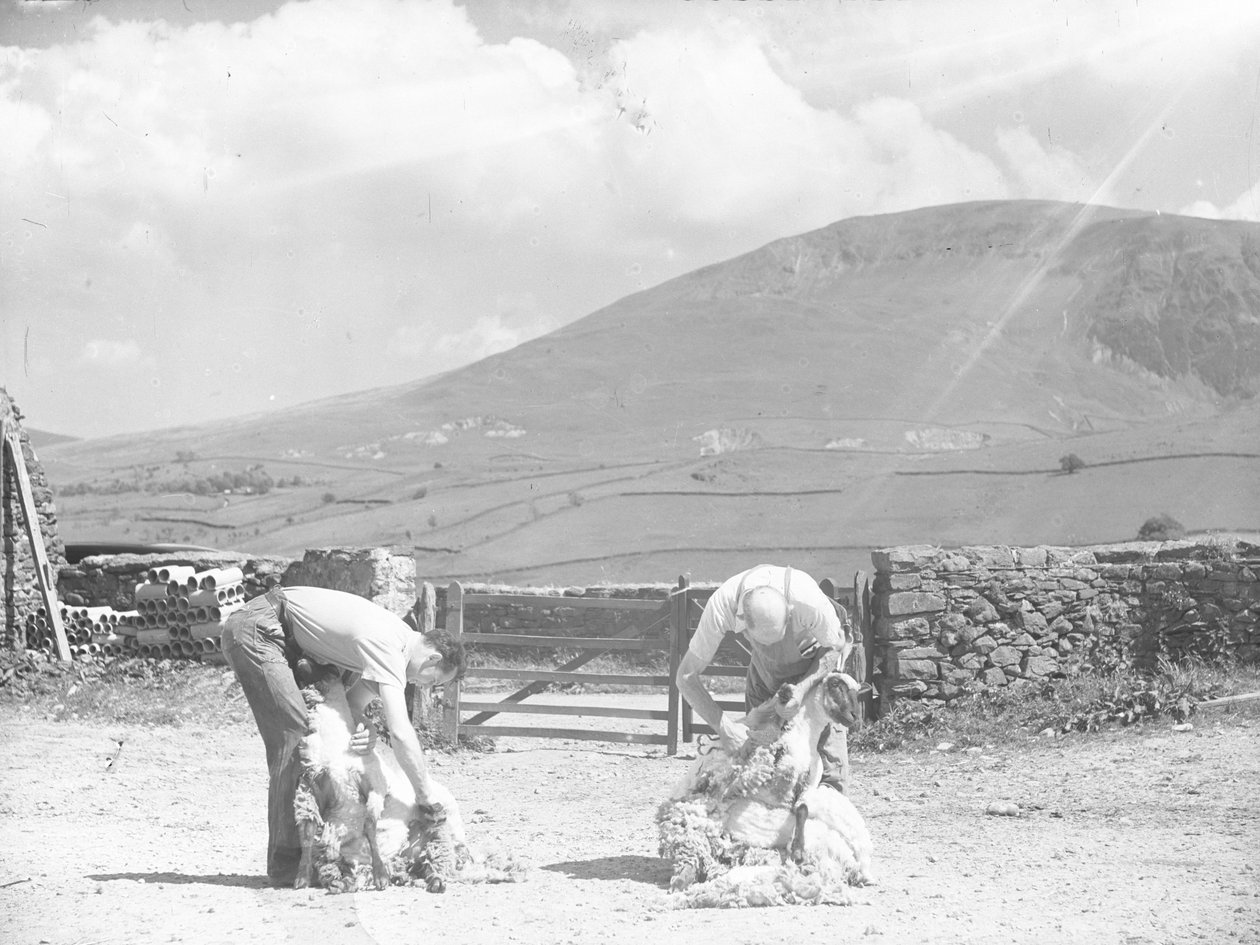 Twee schapen worden met de hand geschoren in Thirlmere door Joseph Hardman