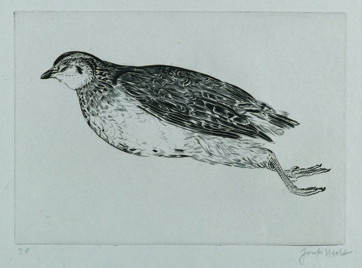 Dode patrijs (La Perdrix) (gravure) door Joseph Hecht