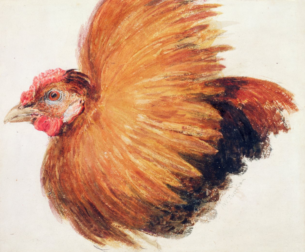 Vechtende haan, uit Het Farnley Boek van Vogels, ca. 1816 door Joseph Mallord William Turner