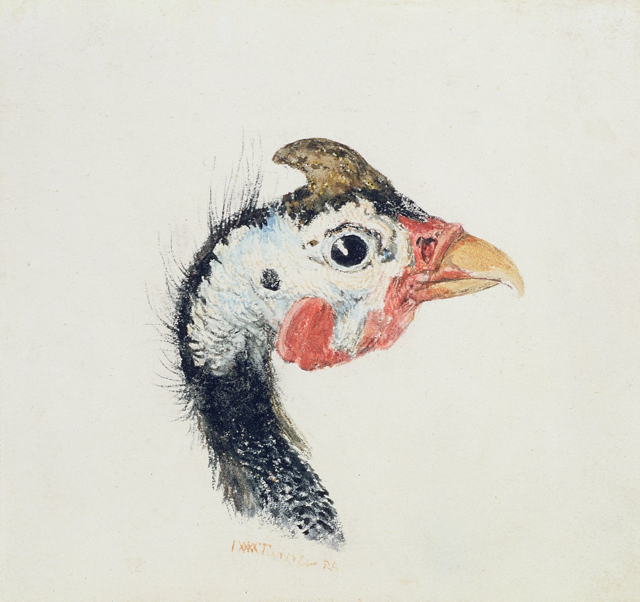 Parelhoen, uit The Farnley Book of Birds, ca. 1816 door Joseph Mallord William Turner