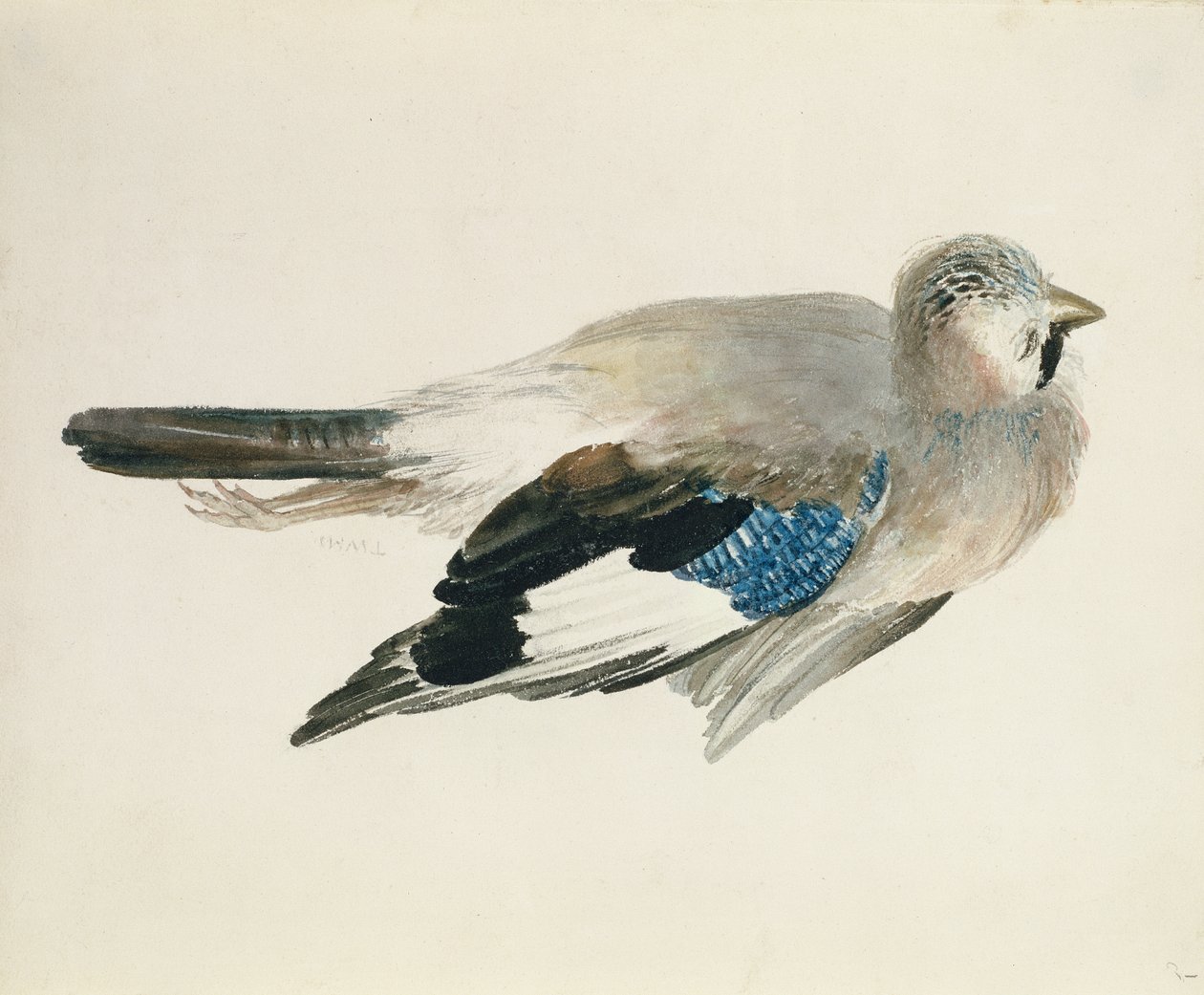 Gaai, uit Het Farnley Boek van Vogels, ca. 1816 door Joseph Mallord William Turner