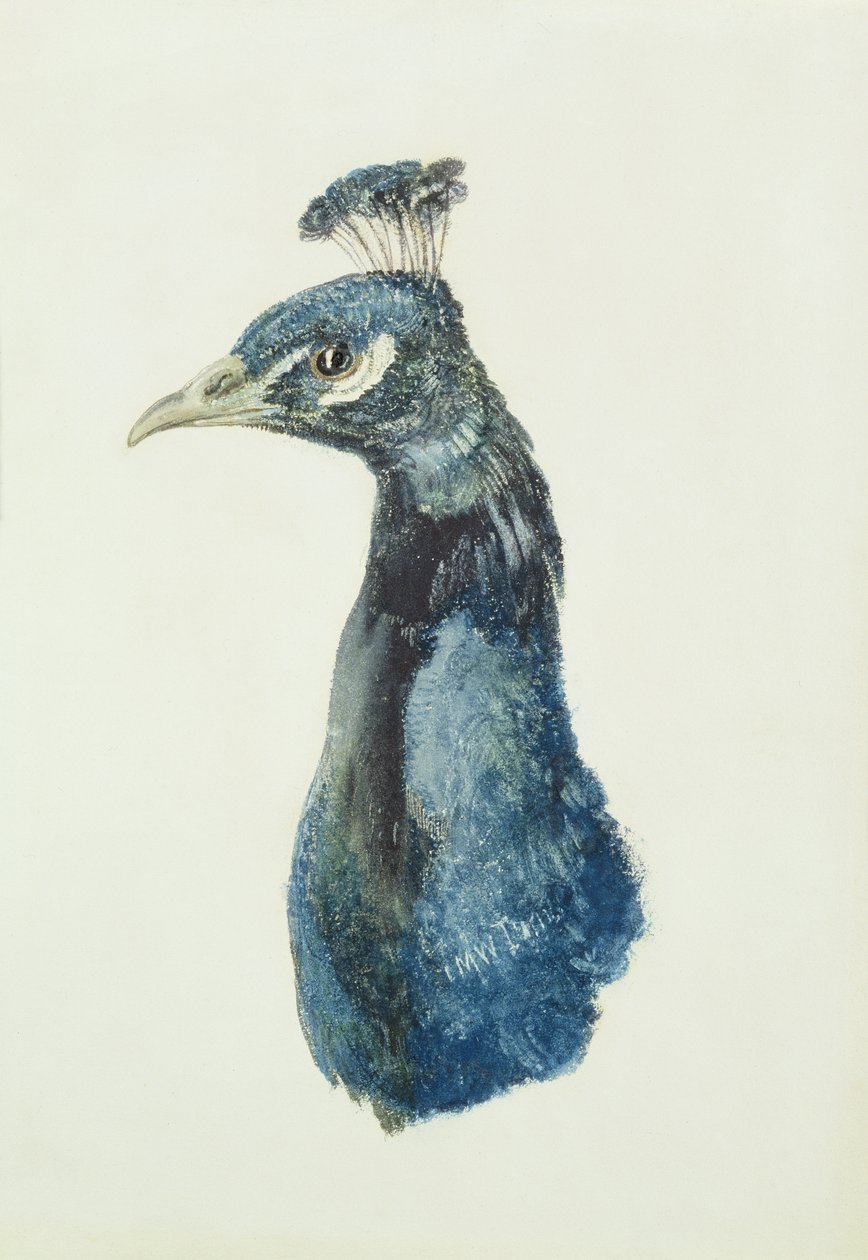 Pauw, uit Het Farnley Boek van Vogels, c.1816 door Joseph Mallord William Turner
