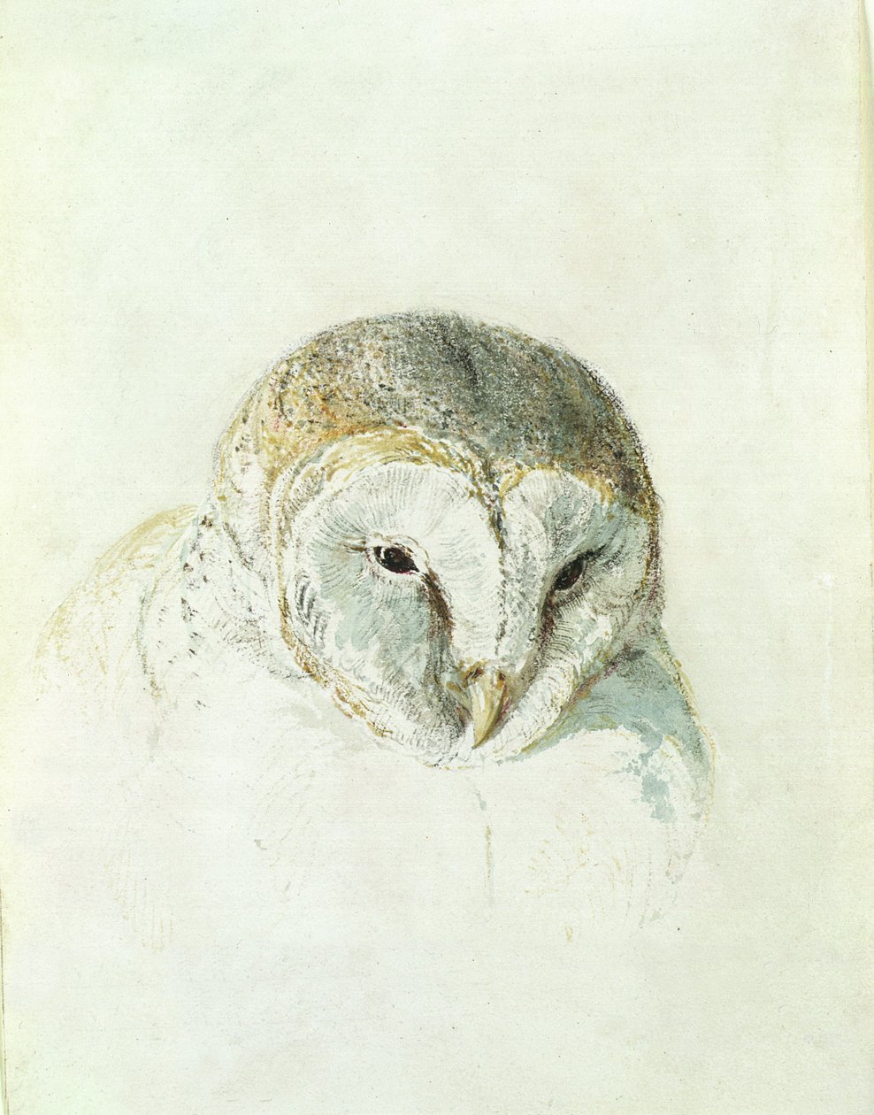 Witte Kerkuil, uit Het Farnley Boek van Vogels door Joseph Mallord William Turner