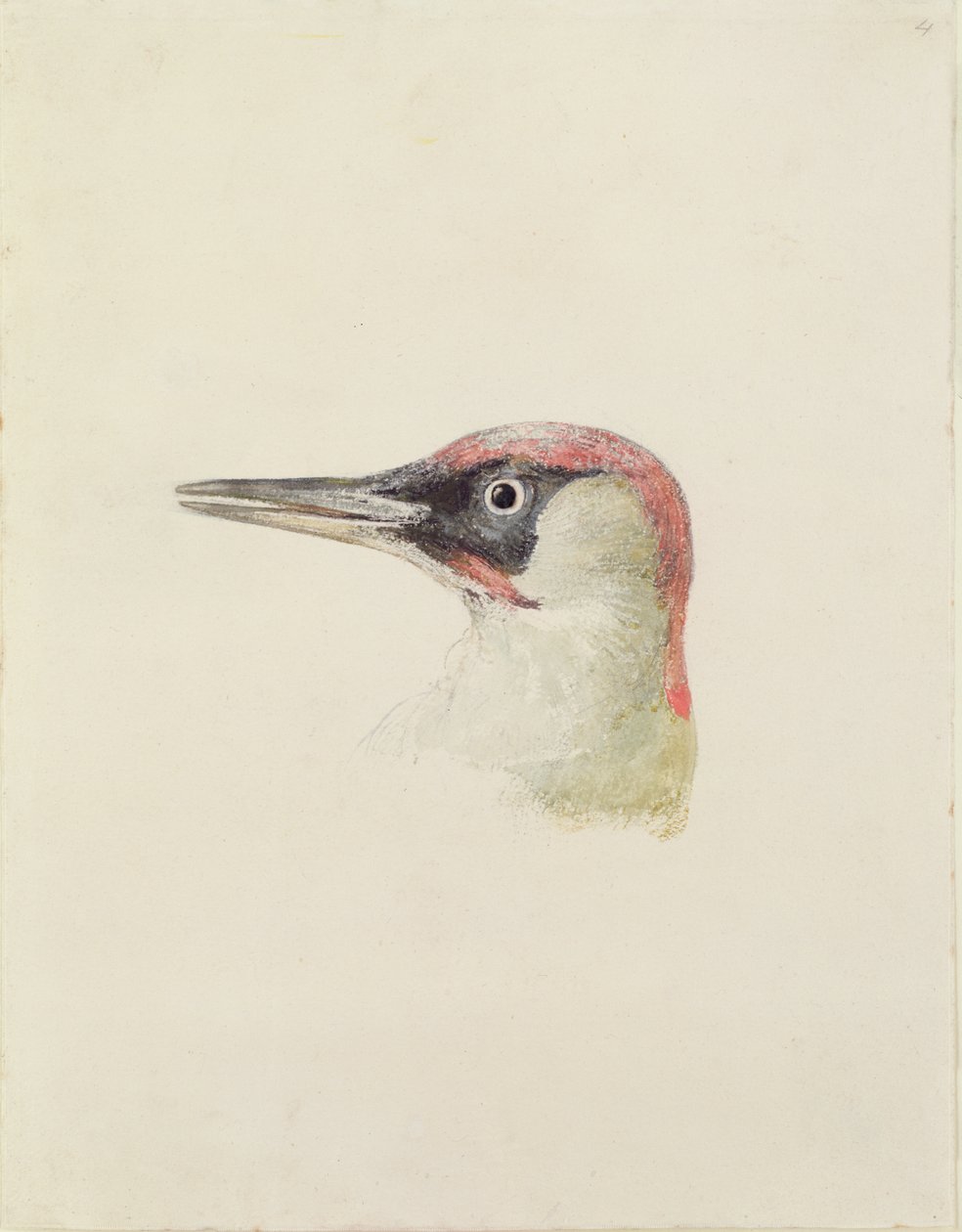 Specht, uit Het Farnley Boek van Vogels, c.1816 door Joseph Mallord William Turner