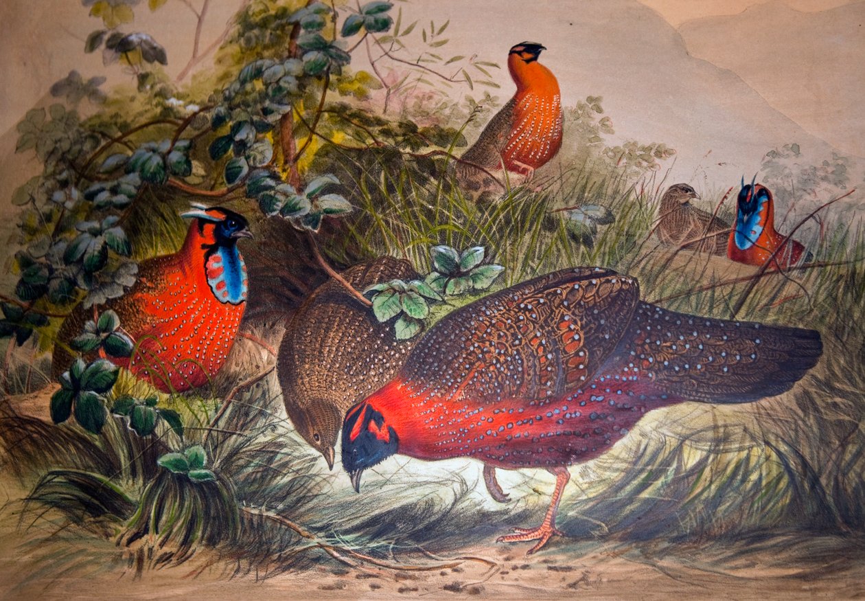 Gehoornde tragopan, 1861 door Joseph Wolf