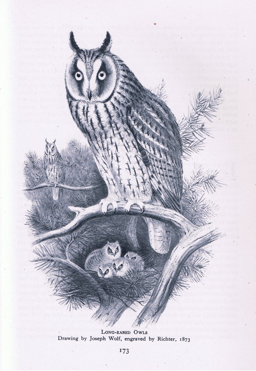 Ransuil, Natuur in Groot-Brittannië uitgegeven door Collins, 1946 door Joseph Wolf