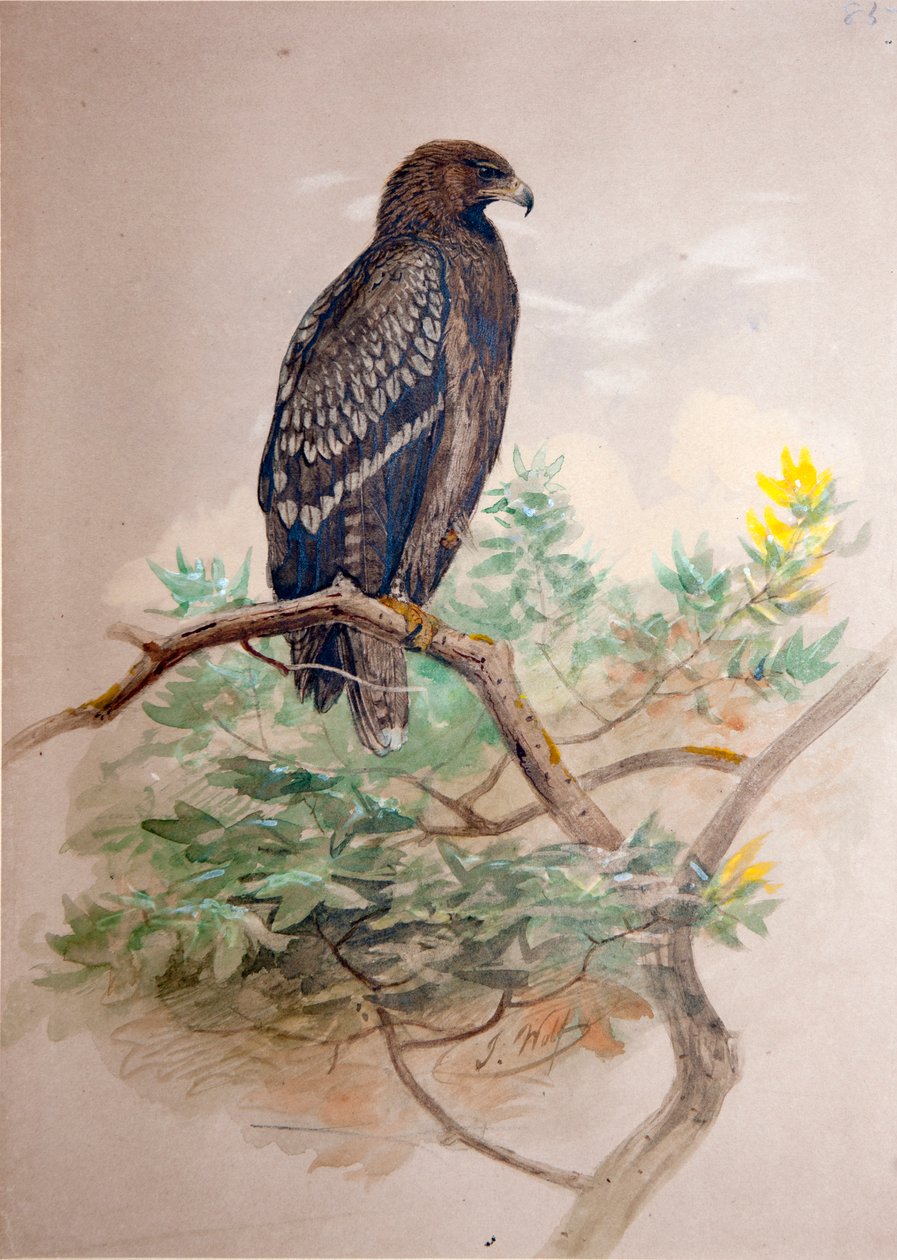 Gevlekte Adelaar (Aquila clanga), 1856-67 door Joseph Wolf