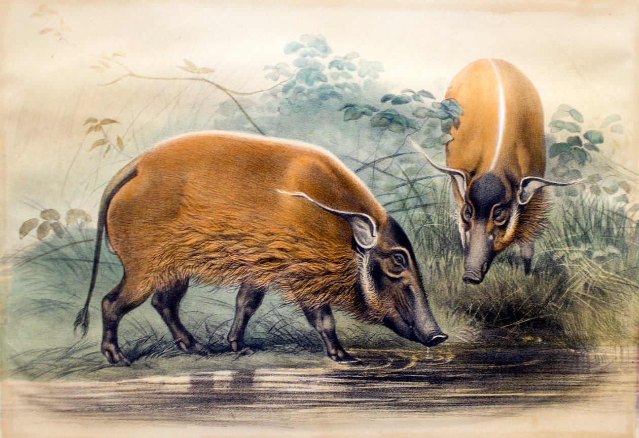 Het rode rivierzwijn, 1865 door Joseph Wolf