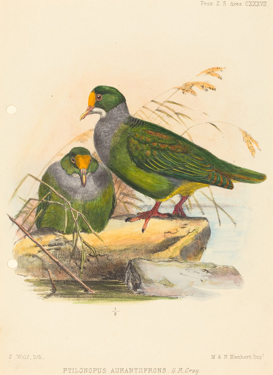 Twee vogels (Ptilonopus Auranthfrons) door Joseph Wolf