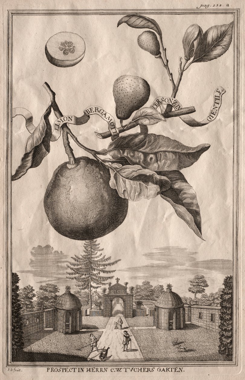 Nurnbergische Hesperides: Limon bergamotto personzin gientile, 1714 door Joseph de Montalegre