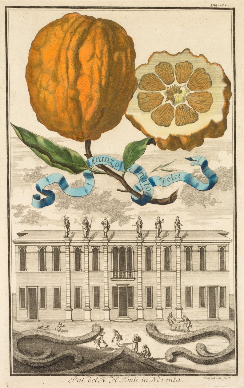 Nurnbergische Hesperides: Nr. 185 - Aranzo Striato dolce. Palazzo del N. H. Fonte in Noventa door Joseph de Montalegre