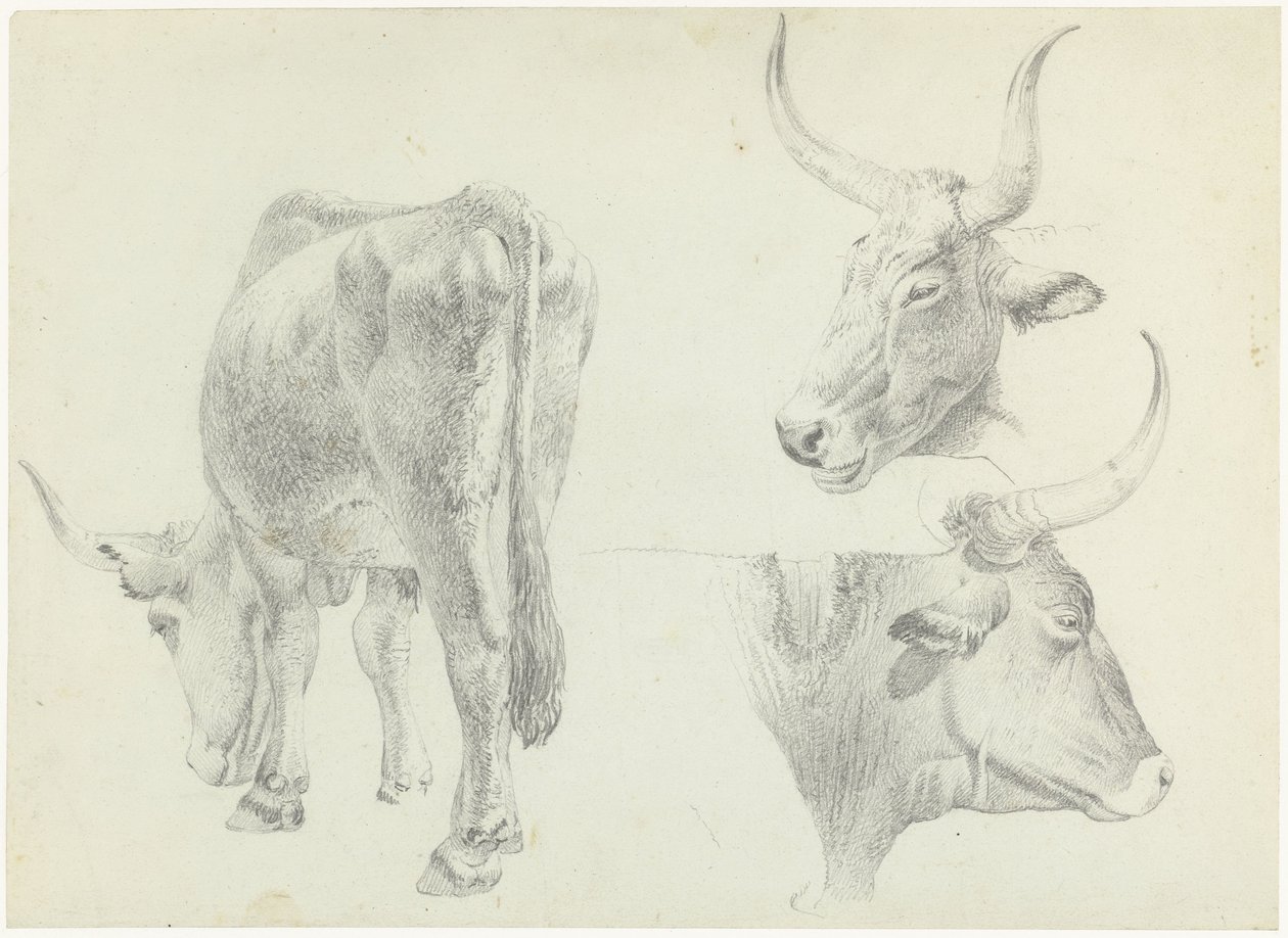 Drie studies van Italiaans rundvee door Josephus Augustus Knip