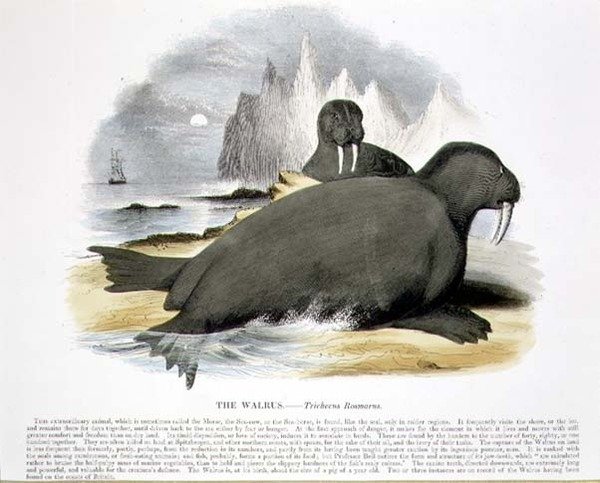 De walrus (Trichecus rosmarus) educatieve illustratie uitgegeven door de Society for Promoting Christian Knowledge door Josiah Wood Whymper