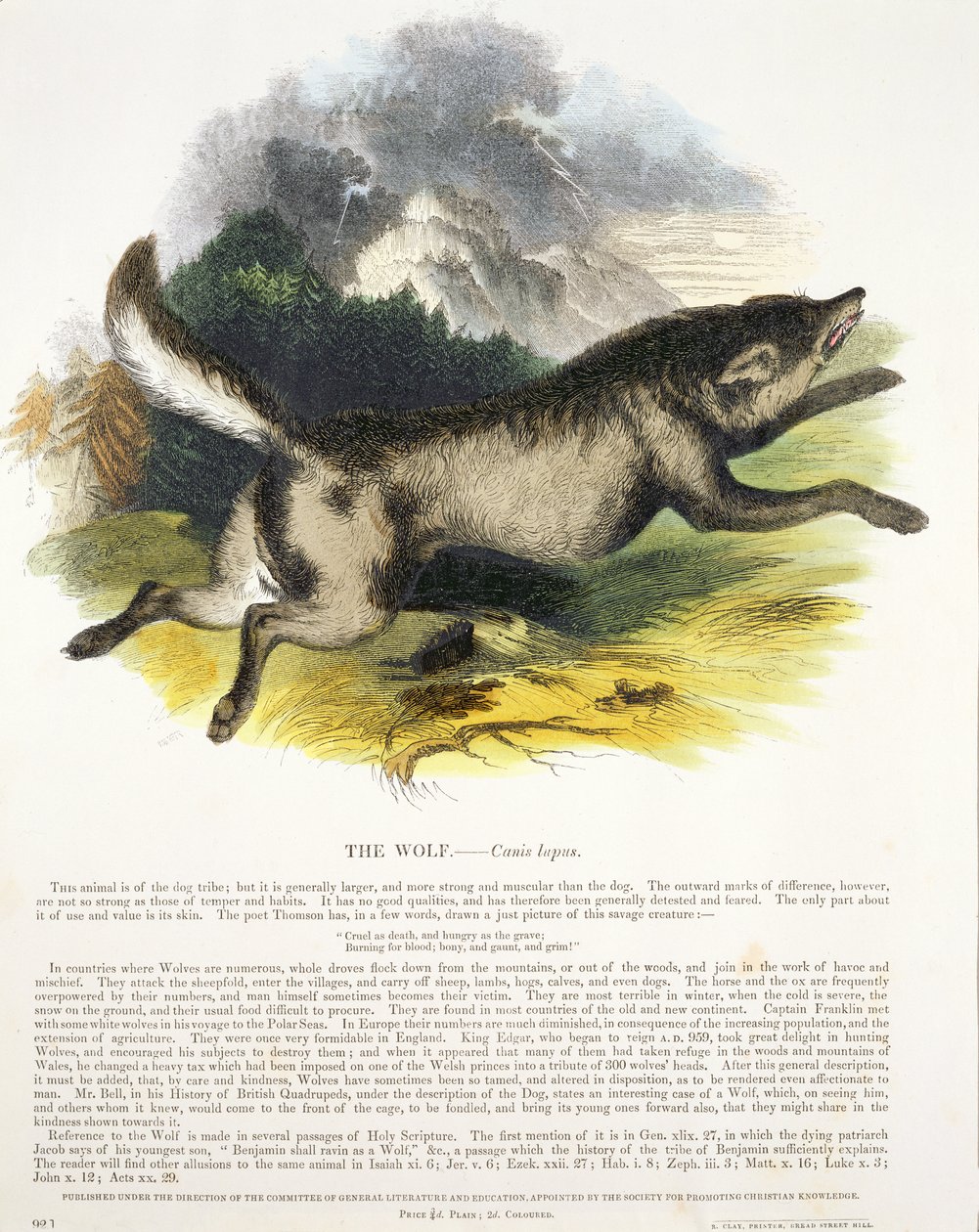 De Wolf (Canis lupus) educatieve illustratie gepubliceerd door de Society for Promoting Christian Knowledge, 1843 door Josiah Wood Whymper