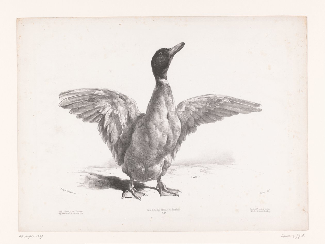 Studie van een eend met gespreide vleugels door Jules Joseph Augustin Laurens