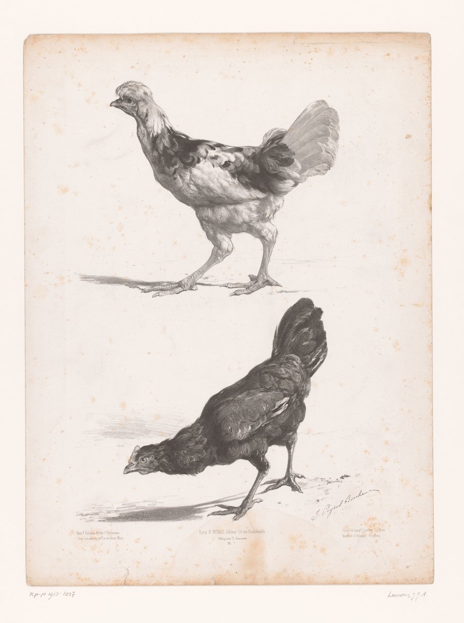 Studie van twee kippen door Jules Joseph Augustin Laurens