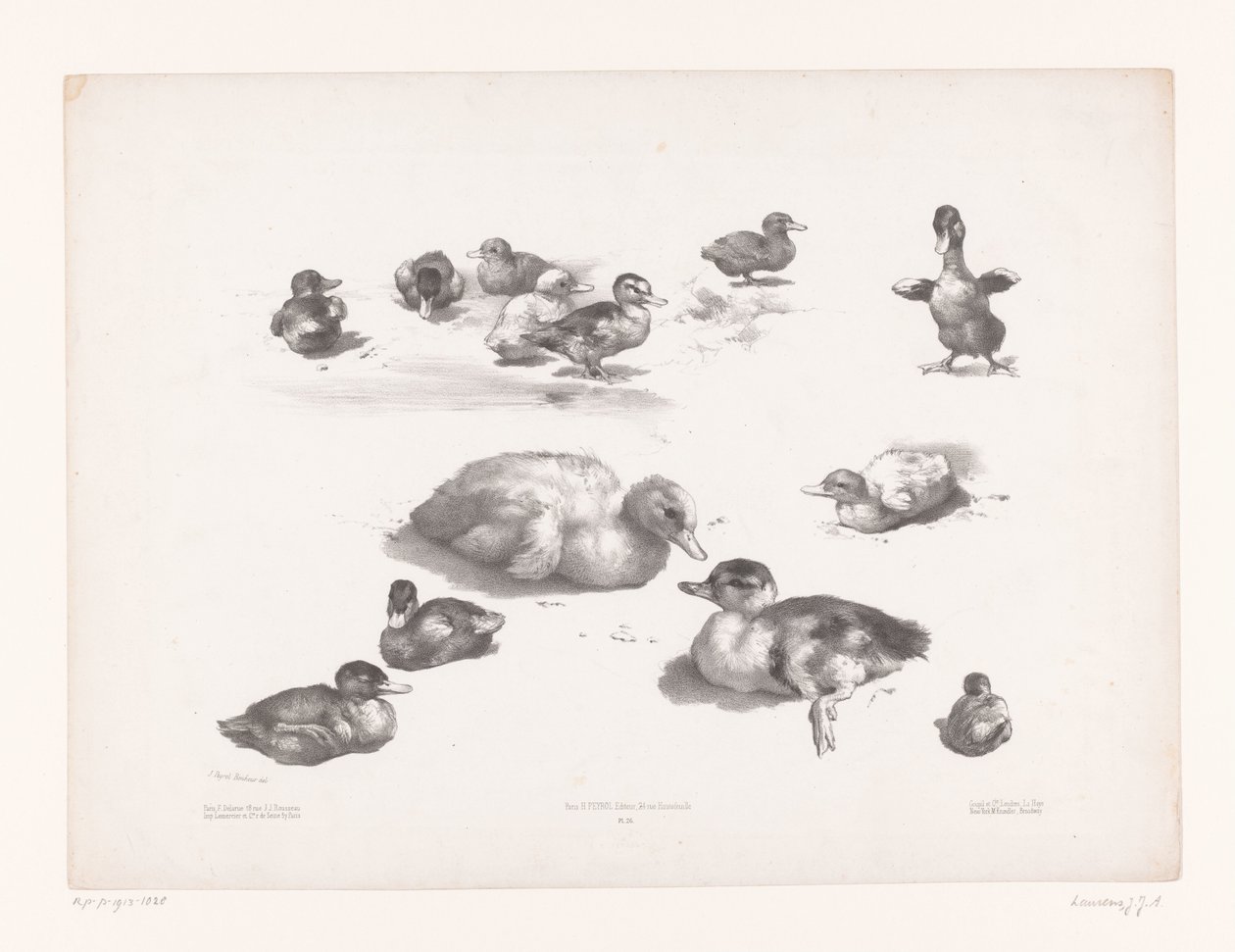Studies van eenden en eendenkuikens door Jules Joseph Augustin Laurens