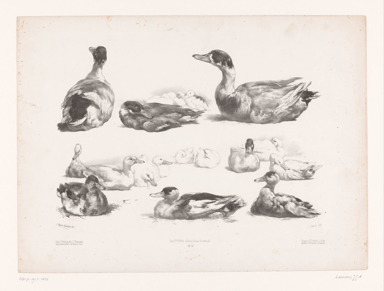 Studies van groepen liggende eenden (Dierstudies) door Jules Joseph Augustin Laurens