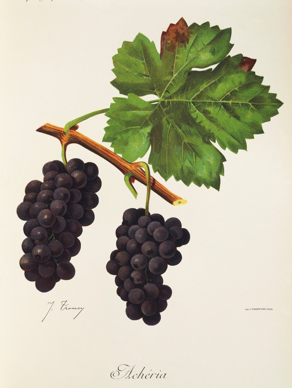 Acheria druif door Jules Troncy