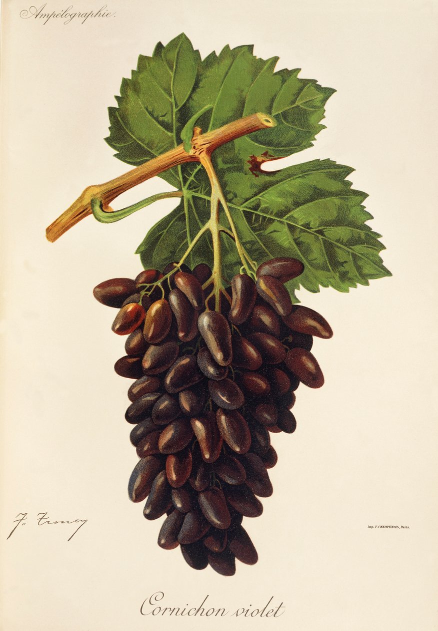 Cornichon Violet-druif door Jules Troncy