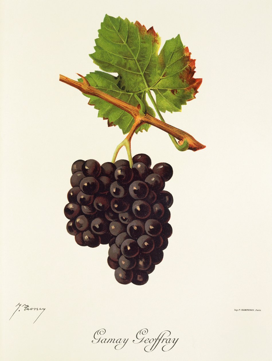 Gamay Geoffray druif door Jules Troncy