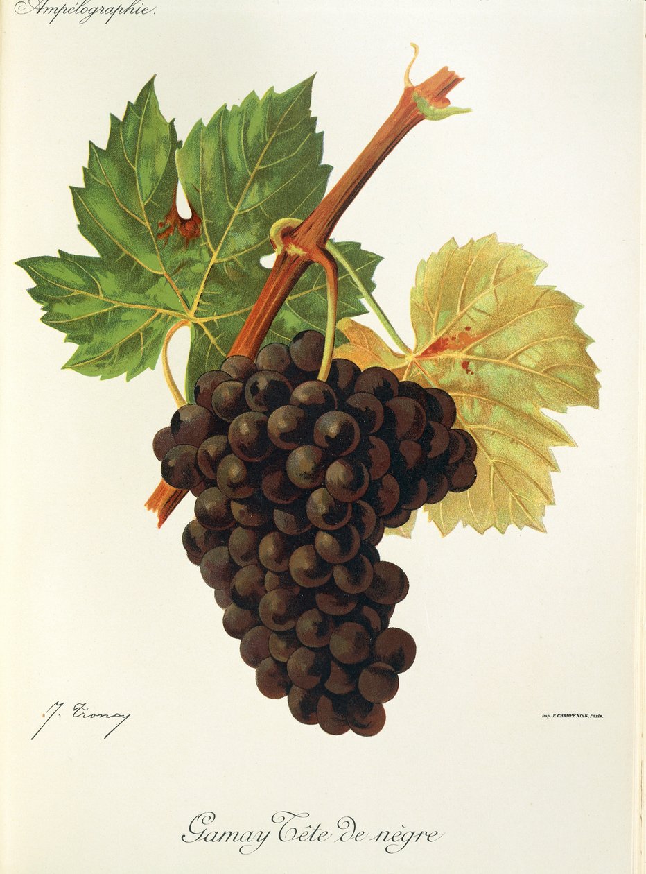 Gamay Tete de Negre druif door Jules Troncy