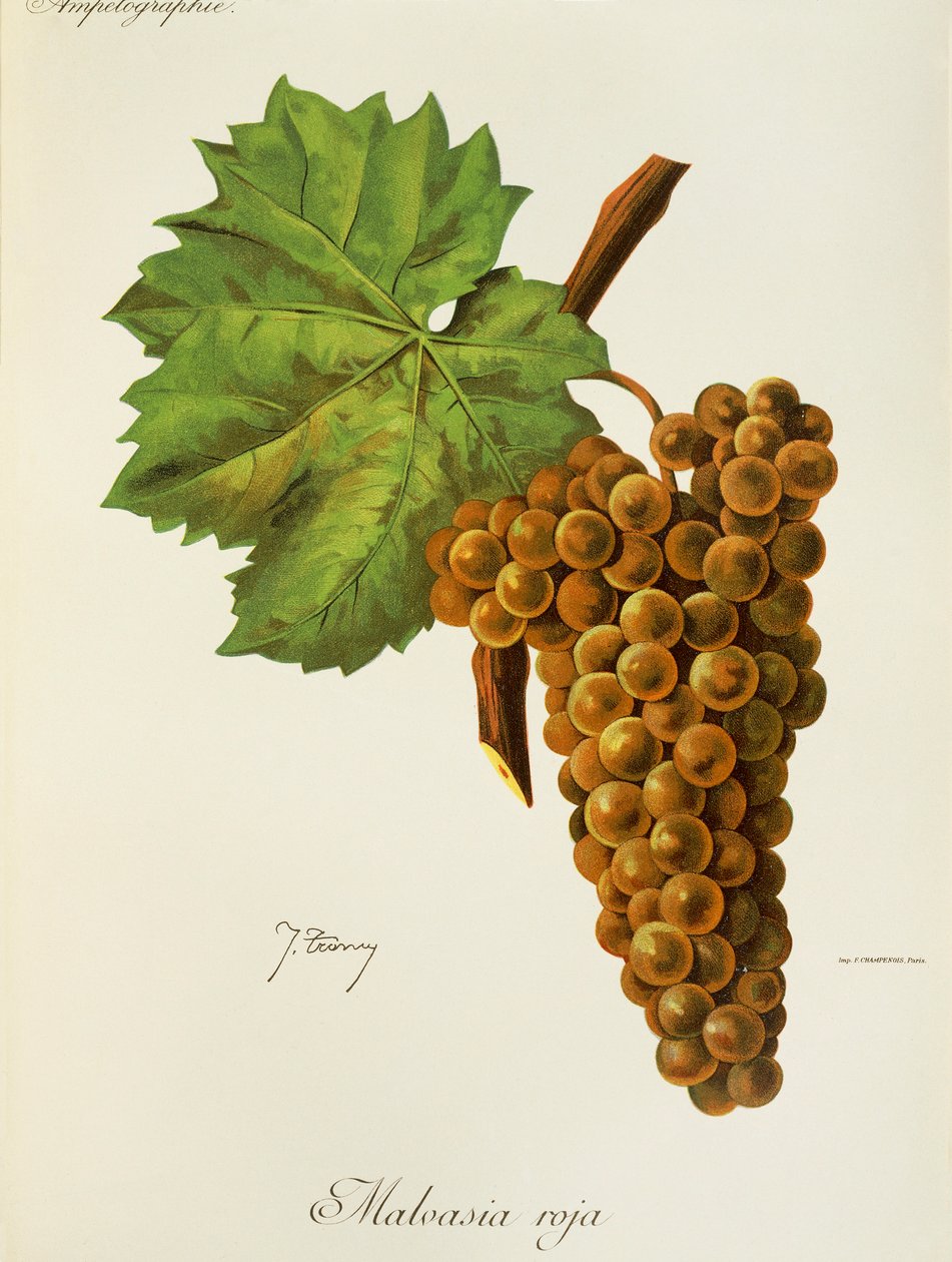 Malvasia Roja druif door J. Troncy door Jules Troncy