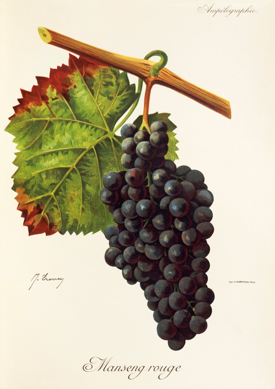 Manseng Rouge-druif door Jules Troncy