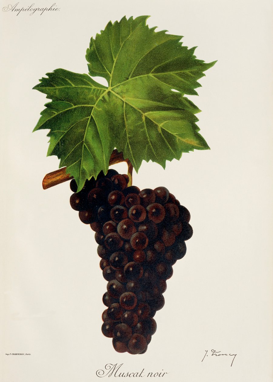 Muscat Noir door Jules Troncy