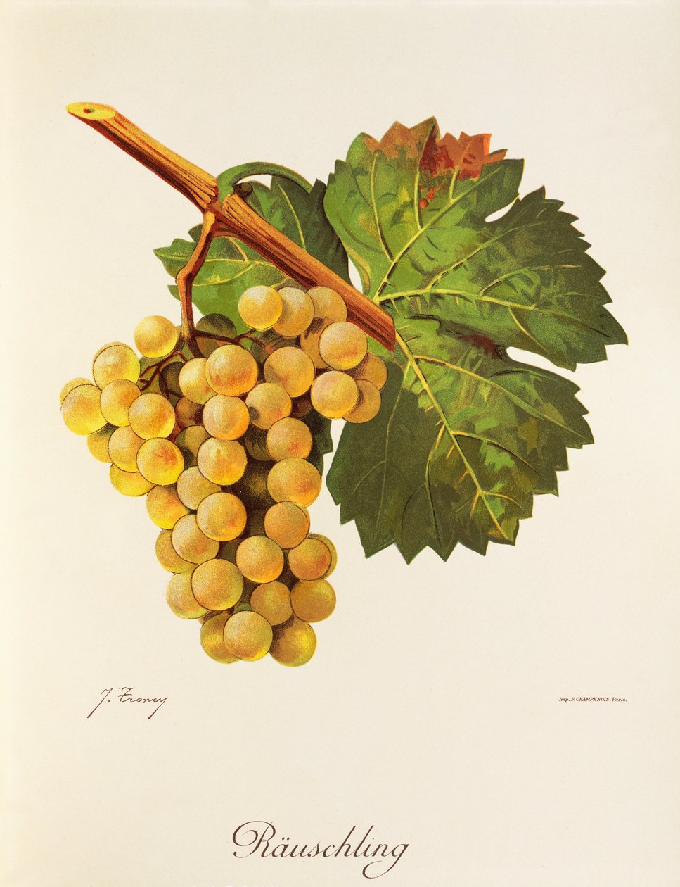 Rauschling druif door Jules Troncy