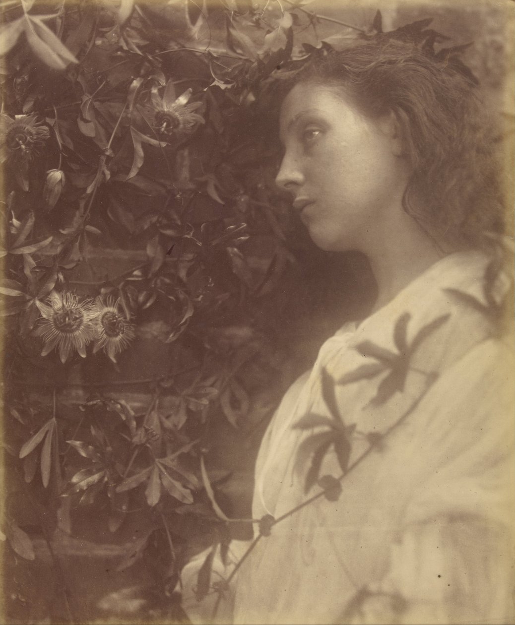 Maud Er is een prachtige traan gevallen van de Passiebloem bij de Poort door Julia Margaret Cameron