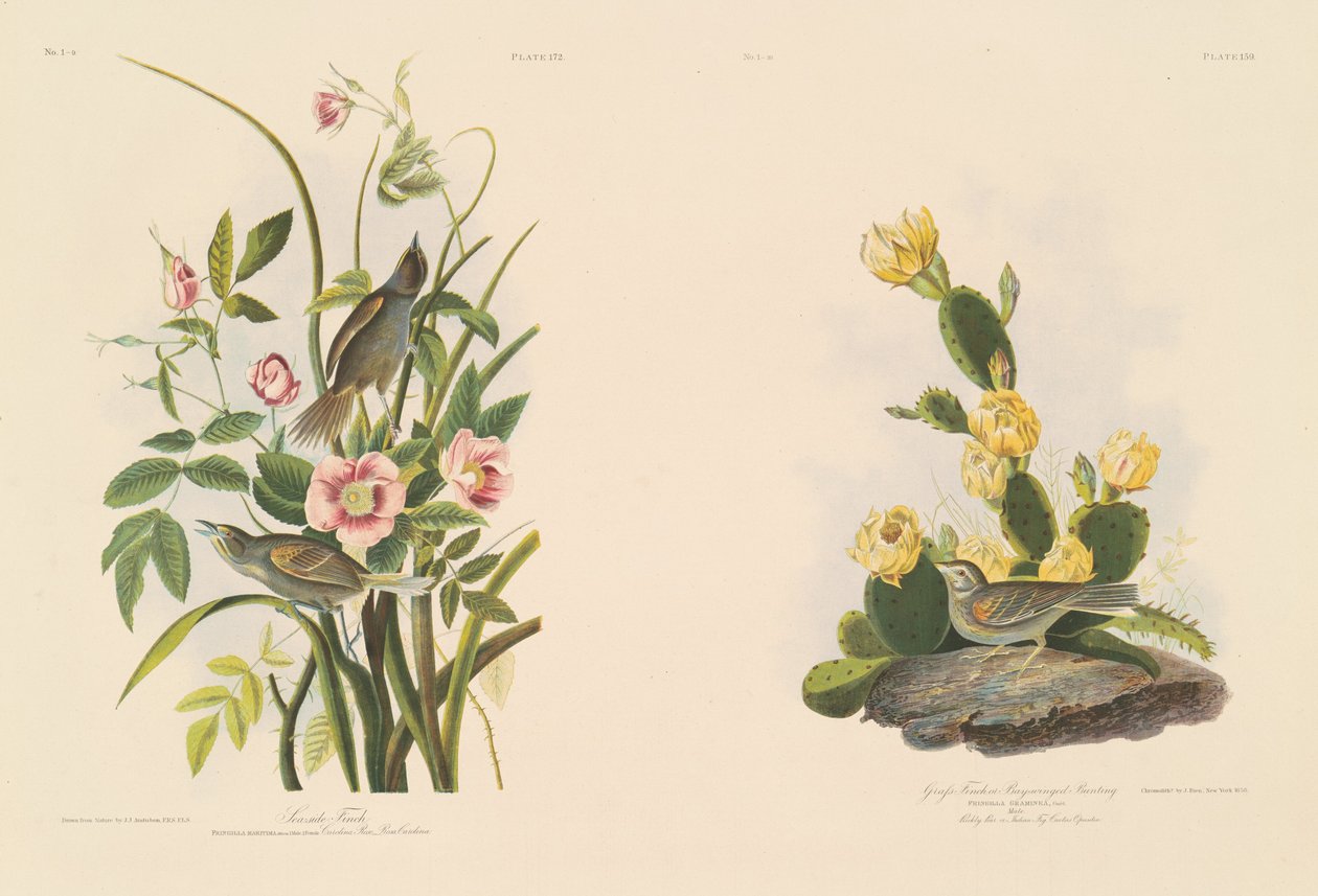 Strandvink; en Grafs vink of Bay-Winged Bunting door Julius Bien after John James Audubon