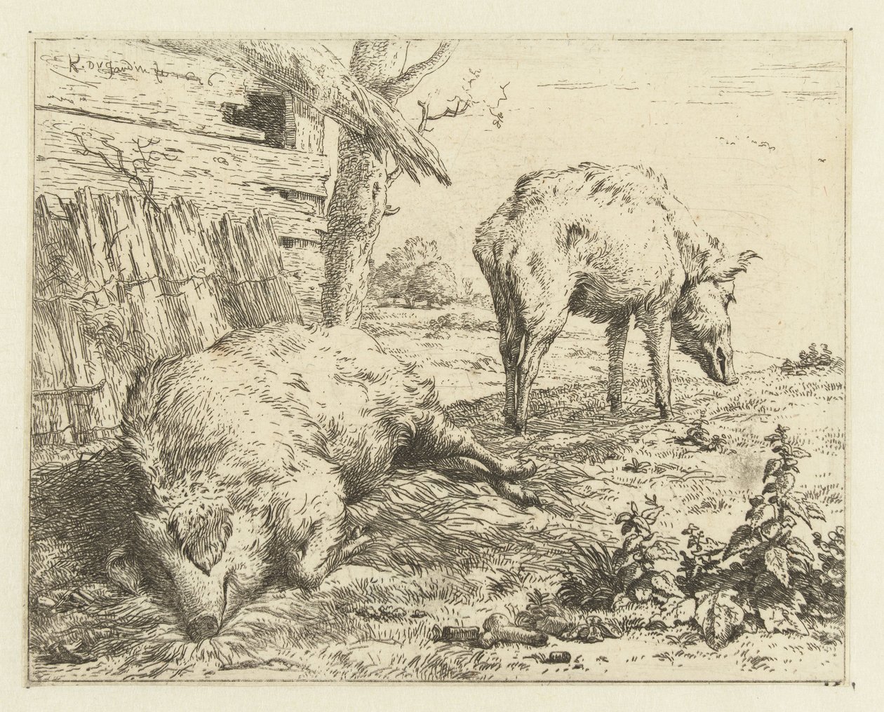 Twee zwijnen door Karel Du Jardin