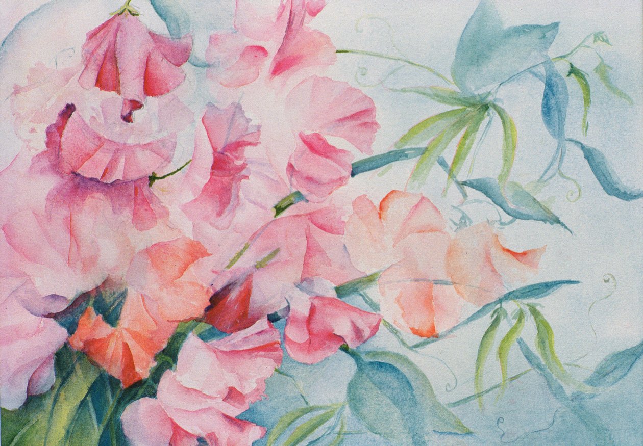 Lathyrus Odoratus, Lathyrus (horizontaal) door Karen Armitage