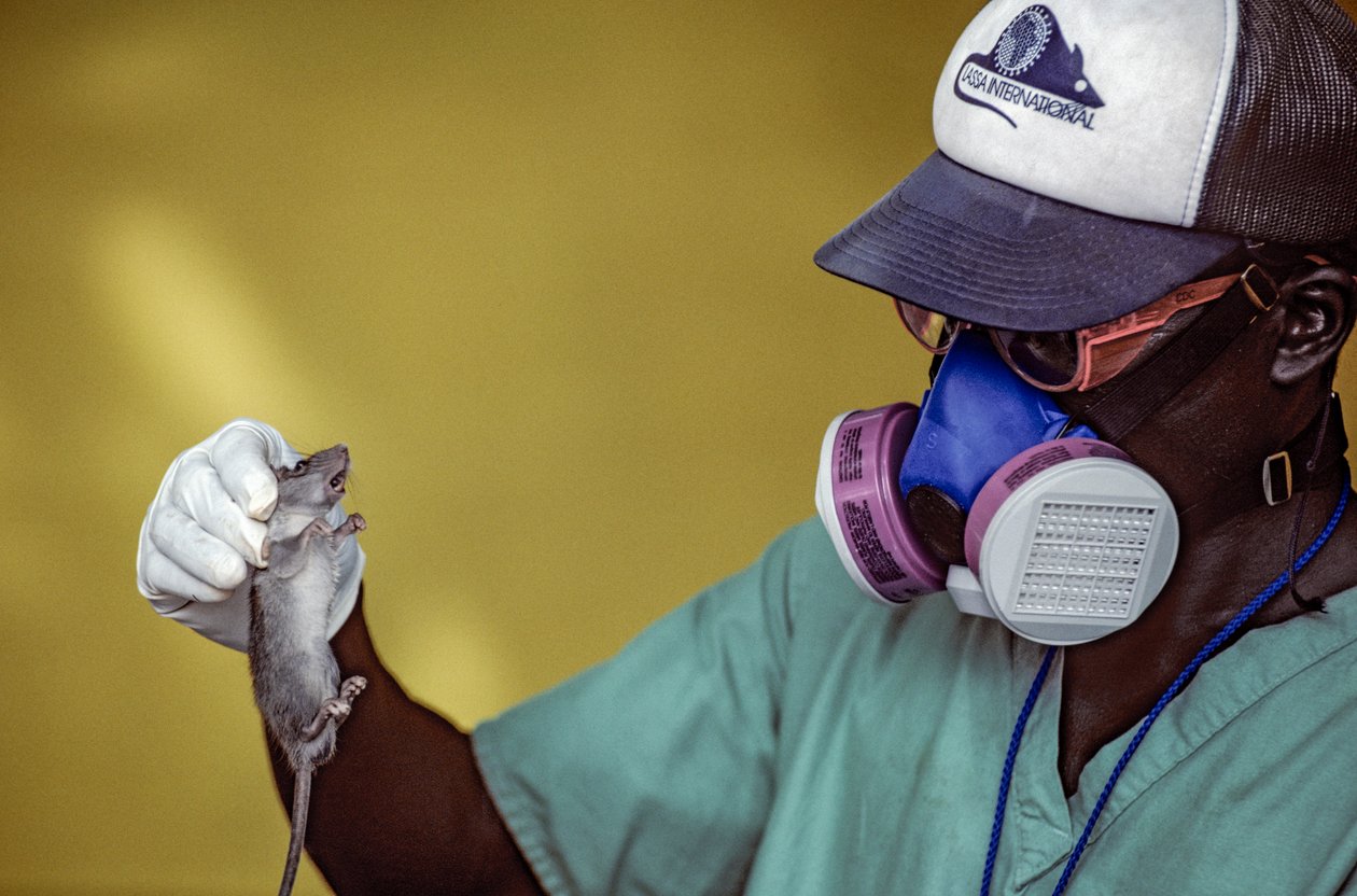 Labtechnicus houdt een Lassa-rat vast en draagt een gezichtsmasker om Lassa-koorts te voorkomen. door Karen Kasmauski