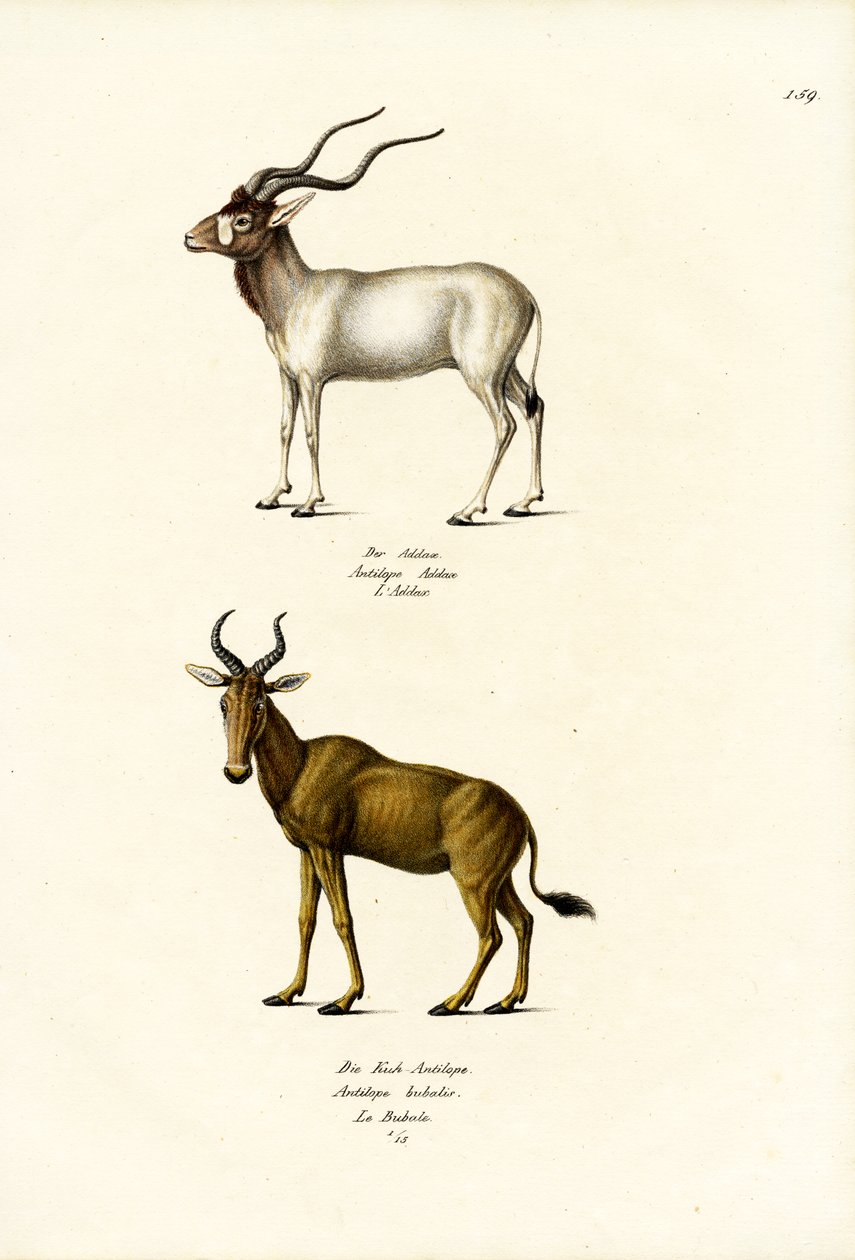Addax, 1824 door Karl Joseph Brodtmann