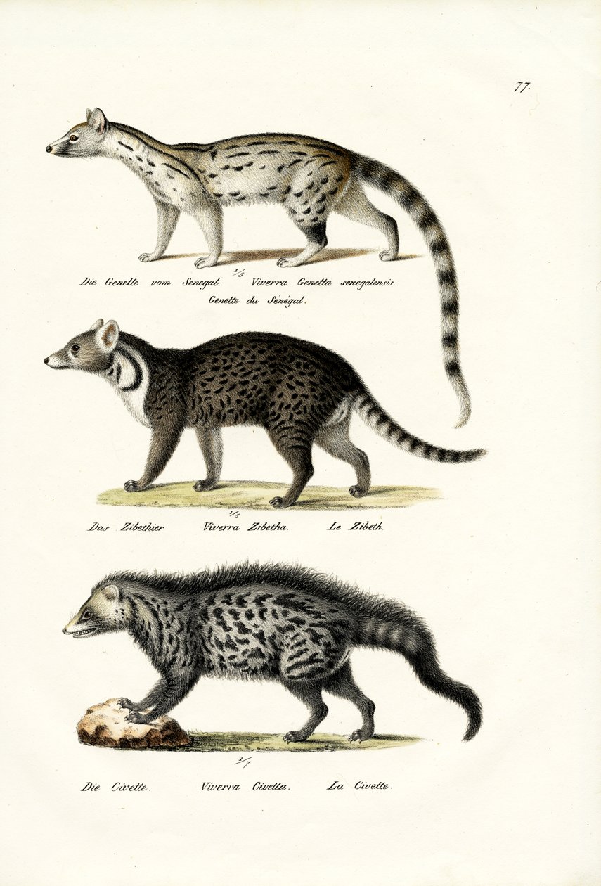 Civet, 1824 door Karl Joseph Brodtmann