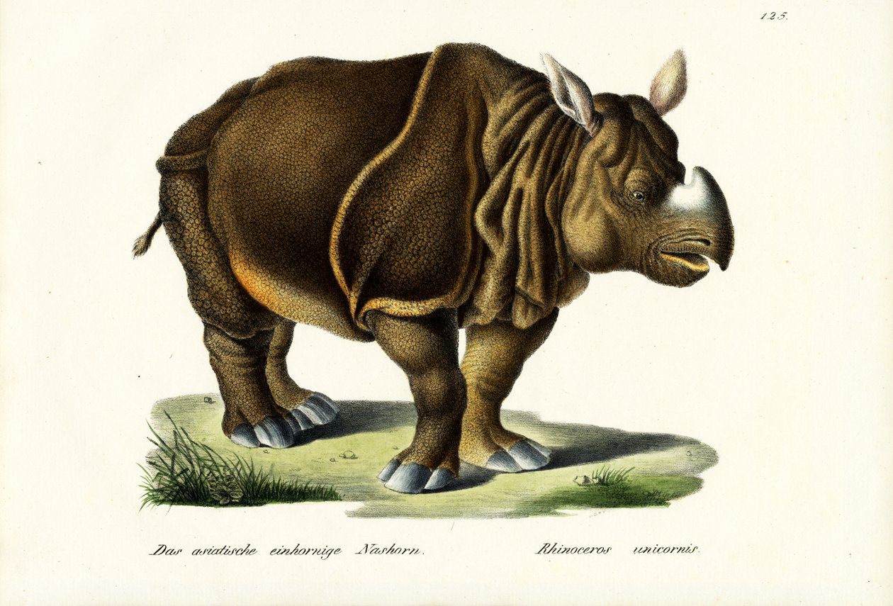 Grotere Indische neushoorn, 1824 door Karl Joseph Brodtmann