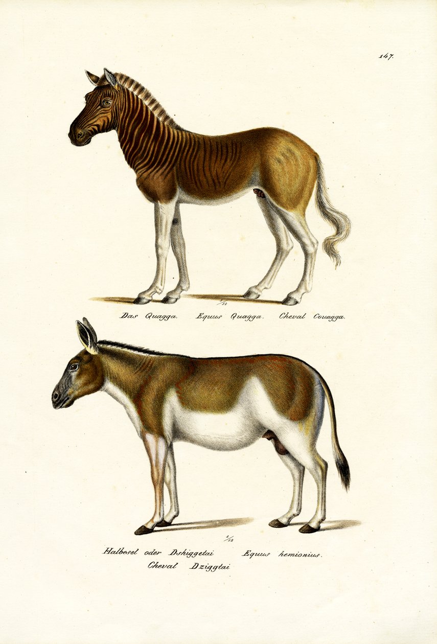 Quagga, 1824 door Karl Joseph Brodtmann