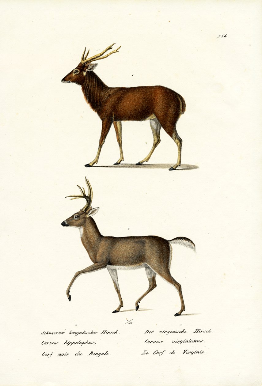 Edelhert, 1824 door Karl Joseph Brodtmann