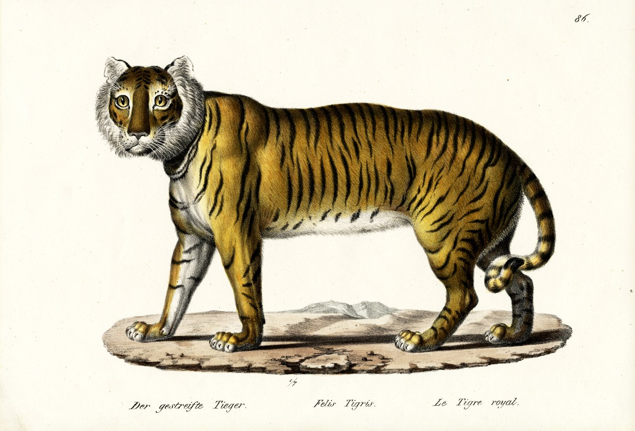 Koninklijke tijger, 1824 door Karl Joseph Brodtmann
