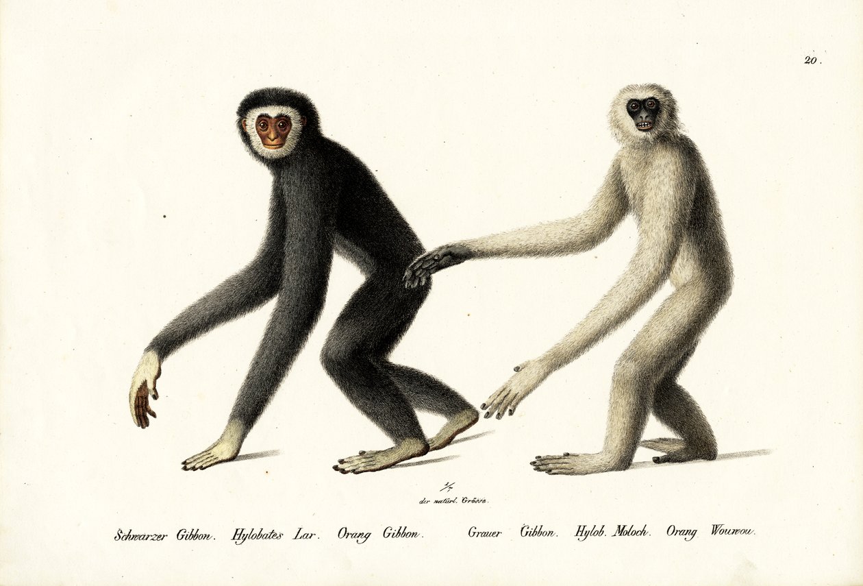 Witgehandige gibbon, 1824 door Karl Joseph Brodtmann